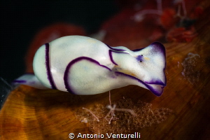 Lamprohaminoea ovalis_Sept. 2025
(CanonRF100,1/200,f13,i... by Antonio Venturelli 